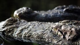 Une fillette de 13 ans gravement blessée par un crocodile : appel à la vigilance près de Dagour