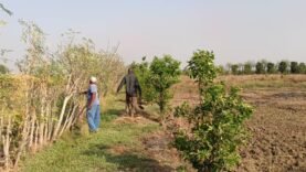 Salamat : la haie vive, l’innovation verte qui transforme l&rsquo;agriculture durable