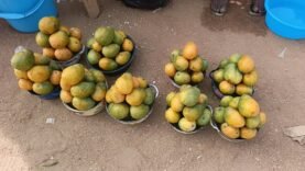 Crise de la mangue à Doba : impact économique majeur en vue