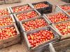 78777454-crates-of-tomatoes-at-the-mercado-agropeculario-agriculture-market-hatibonico-in-camaguey-c.jpeg