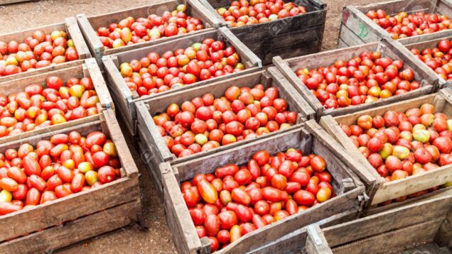 78777454-crates-of-tomatoes-at-the-mercado-agropeculario-agriculture-market-hatibonico-in-camaguey-c.jpeg