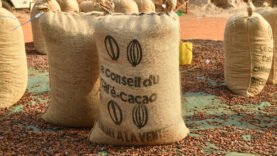 Le prix du cacao fixé à 1200 FCFA/kg : un enjeu crucial pour les producteurs en 2025-2026.