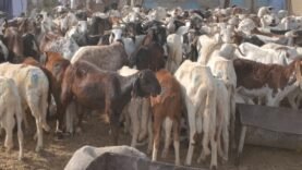 les prix des moutons explosent à n’djamena : les ménages en difficulté face à l’inflation