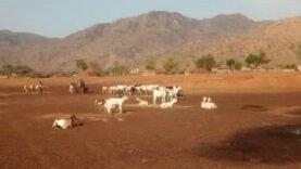 Mobilisation citoyenne à Andé : les animaux volés retrouvés grâce à la solidarité locale