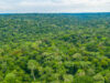 Foret-bassin-du-Congo.jpg