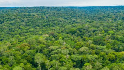 Foret-bassin-du-Congo.jpg