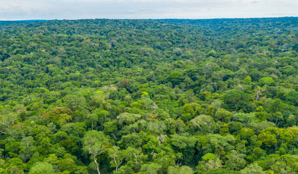 Foret-bassin-du-Congo.jpg