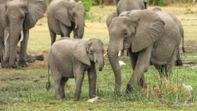 Éléphants en liberté : le gouvernement alerte les habitants de plusieurs provinces