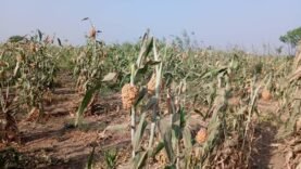 Suspicion dans la mort d&rsquo;un voleur de produits agricoles au Lac : enquête en cours.