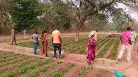 Balimba : un centre agricole ouvre de nouvelles perspectives pour la jeunesse