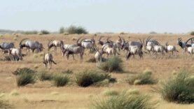 Libération réussie : l&rsquo;oryx algazelle renoue avec le Tchad après 10 ans