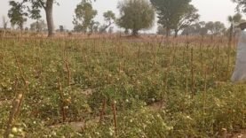 Cinq morts à Chari-Baguirmi : tensions autour d&rsquo;un puits à Seta