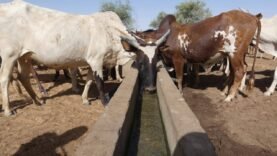 Un puits pastoral innovant renforce l&rsquo;accès à l&rsquo;eau pour les éleveurs d&rsquo;Abou-Agarib