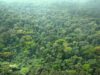 Foret-Dense-0000.jpg