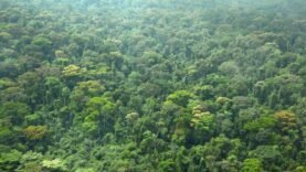 La Côte d&rsquo;Ivoire : Un appel urgent pour sauver les dernières forêts