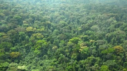 Foret-Dense-0000.jpg