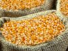photoshot-corn-1654317-scaled.jpg