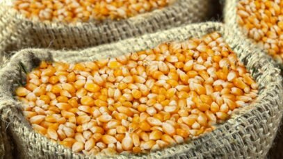 photoshot-corn-1654317-scaled.jpg