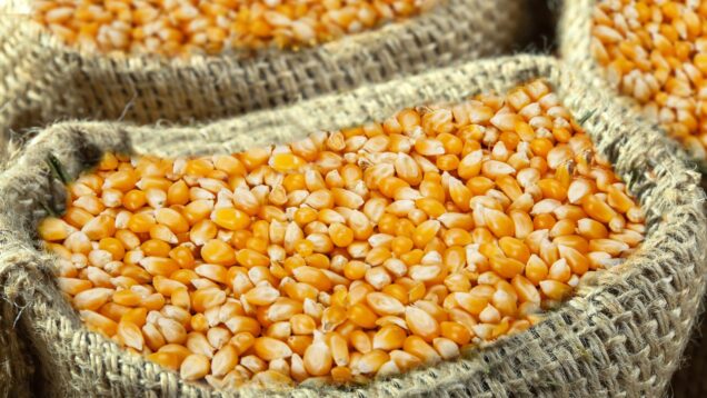 photoshot-corn-1654317-scaled.jpg