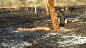 Tchad : rappel des règles de défrichement