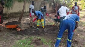 Formation de pépiniéristes : Néré, tamarinier, karité à Doba
