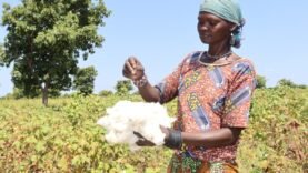 Coton tchadien : l&rsquo;économie locale en action