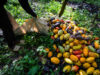 gros-plan-sur-des-cabosses-de-cacao-ramassees-par-une-agricultrice-pendant-la-recolte-pretes.jpg