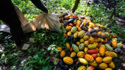 gros-plan-sur-des-cabosses-de-cacao-ramassees-par-une-agricultrice-pendant-la-recolte-pretes.jpg