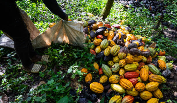 gros-plan-sur-des-cabosses-de-cacao-ramassees-par-une-agricultrice-pendant-la-recolte-pretes.jpg
