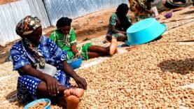 Les luttes quotidiennes des vendeuses d&rsquo;arachides à N&rsquo;Djamena