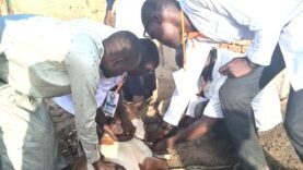 Abéché : le LAPSTET engage les jeunes pour la santé animale