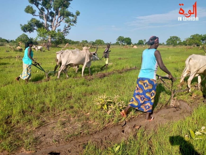 Exode rural : un danger pour l&rsquo;agriculture familiale au Tchad