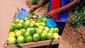 Les vendeurs ambulants de concombres à N&rsquo;Djamena : un business juteux