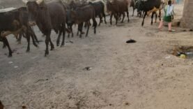 Tchad : 37 bœufs volés à Vridjibao durant la nuit