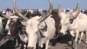 Tchad : Agriculture et élevage booster du premier trimestre 2026
