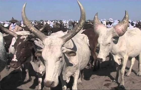 Tchad : Agriculture et élevage booster du premier trimestre 2026