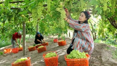 Farmers-harvest-grapes.jpg