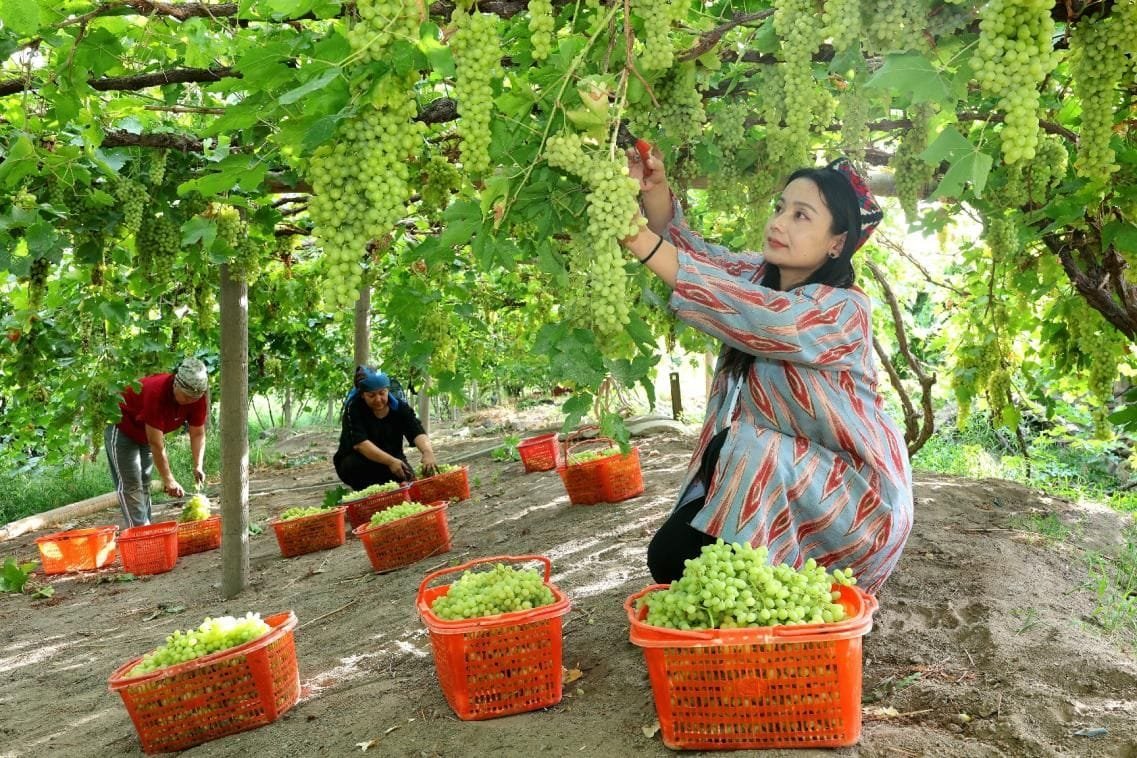 Le vin de Turpan : l&rsquo;irrigation économique par micro-arrosage