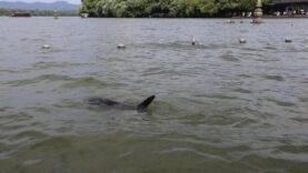 Hangzhou lance des poissons robotiques biomimétiques pour patrouiller