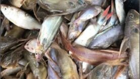 Garga : bienfaits nutritifs et dangers de l&rsquo;excès