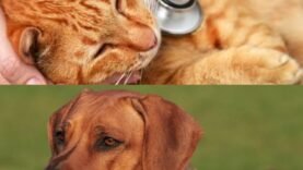 N&rsquo;Djamena : Chiens et chats, compagnons délaissés du dépistage
