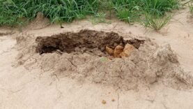 N&rsquo;Djamena : le cimetière de Lamadji sous les eaux