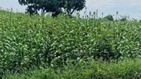 Tchad : 66 ans d&rsquo;indépendance, l&rsquo;agriculture en attente de pluie !