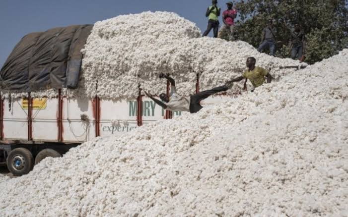 coton-tchad.jpg