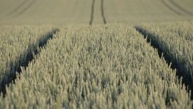 Irrigation et agro-industrie : leçon ougandaise pour le Tchad