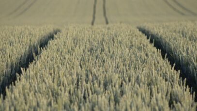 heckimg-field-9665657.jpg