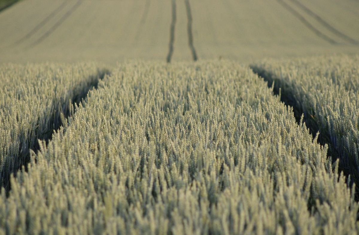 heckimg-field-9665657.jpg
