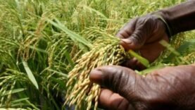 Tchad : le riz local contre les importations, un défi