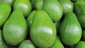 N&rsquo;Djamena : explosion des prix et pénurie d&rsquo;avocats