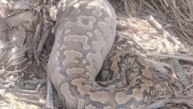 Python capturé au Kanem transféré au Parc Zah Soo